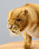 A detailed close-up of a handcrafted felt sculpture of a Saber Tooth Tiger Stuffed Animal, displayed on a wooden surface against a plain blue background.
