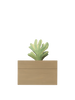 A small green plant with broad leaves sits in the Ferm Living Hand Carved Wooden Harbour Box - Coral, a rectangular light brown planter made from FSC certified aspen wood, set against a plain black background.