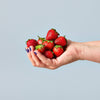 A hand with blue-painted nails holds fresh red strawberries—perfect inspiration for a family-friendly gardening project with the Garden Seed Pop (Single)—set against a plain light blue background.