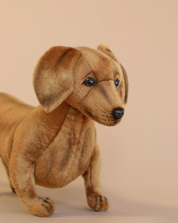 A realistic Dachshund Stuffed Animal with expressive blue eyes and detailed fur texture, this artisan crafted toy is positioned against a soft beige background.