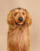 A FINAL SALE - Life-size Golden Retriever with long brown fur set against a plain beige background. Hand-sewn with man-made materials, the plush dog boasts a realistic face with detailed eyes, nose, and mouth, giving it an incredibly authentic appearance.