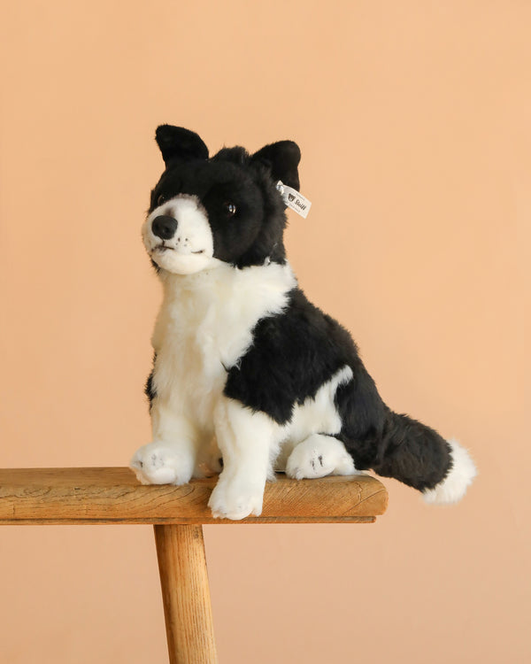 The Steiff Jaycee Border Collie Dog, a black and white stuffed toy, sits upright on a wooden stool against a plain beige background.
