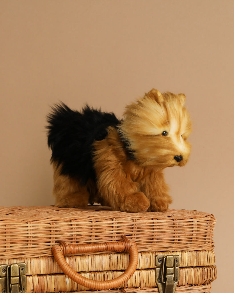 A small Yorkshire Terrier Dog Stuffed Animal stands on a wicker basket with brass clasps, set against a beige background. The hand sewn toy has a fluffy black and tan coat with realistic features and appears to be looking to the side.