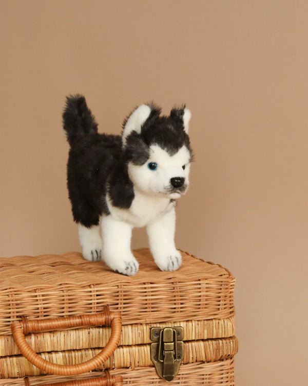 A small, plush Huskey Puppy Dog Stuffed Animal with black and white fur stands on top of a wicker basket. With realistic features, it captures the charm of its real-life counterpart. The background is a solid beige color.