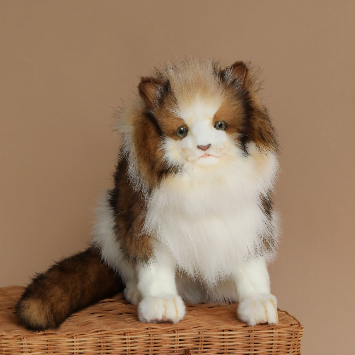 family cats　0728 2J2A0918-2_7dad6734-d449-46c9-