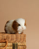 A Guinea Pig Stuffed Animal with realistic features and white and brown fur perched on top of a wicker basket against a soft beige background.