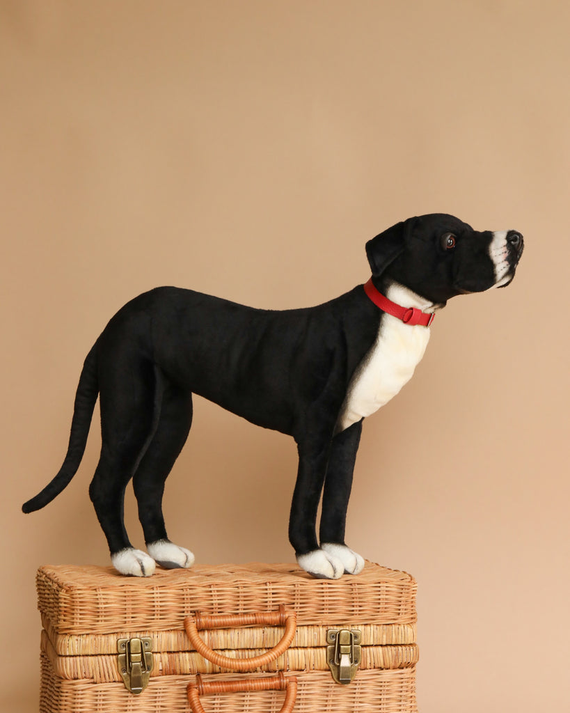 A realistic Great Dane Stuffed Animal with a red collar stands atop a wicker basket against a beige background, looking upward with a curious expression.