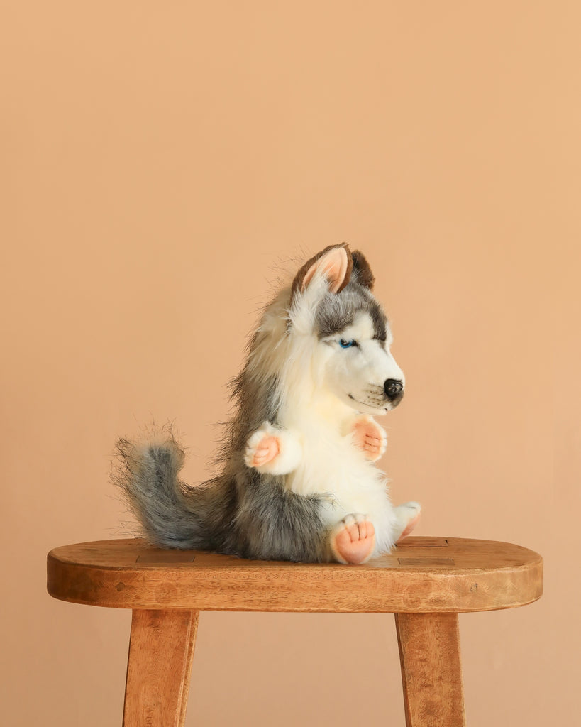 A gray and white Husky Dog Puppet with blue eyes sits upright on a wooden stool against a beige background, highlighting the lifelike charm and hand-sewn quality of HANSA’s plush animals.