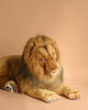 The Extra Large Lion, 39'' – FINAL SALE, is a realistic plush with hand-sewn details, lying on a light tan surface with its front paws stretched forward and its head turned slightly to the side against a matching tan background.