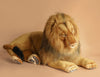 The Extra Large Lion, 39'' – FINAL SALE, is a realistic plush with hand-sewn details and a full mane. It lies on its stomach with stretched-out front paws and half-closed eyes against a plain beige background.