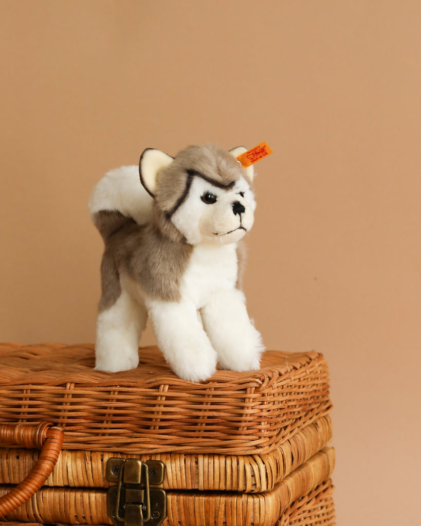 A Steiff, Bernie Husky Plush Stuffed Toy Dog, 7 Inches with soft plush fur stands on a wicker basket against a plain beige background. The toy features gray and white fur, a curled tail, and the signature Button in Ear, along with a small orange tag attached to its ear.