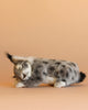 A Baby Lynx Sleeping Stuffed Animal lies on its side against a peach-colored background, appearing to be cleaning its paw. Part of the HANSA animals collection, this hand sewn plush toy showcases remarkable attention to detail for an incredibly lifelike look.