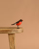 The Hand Carved Ornament - Mini Robin Bird - 3"H features a red belly and brown wings, perched on the edge of a stool against a plain beige background.