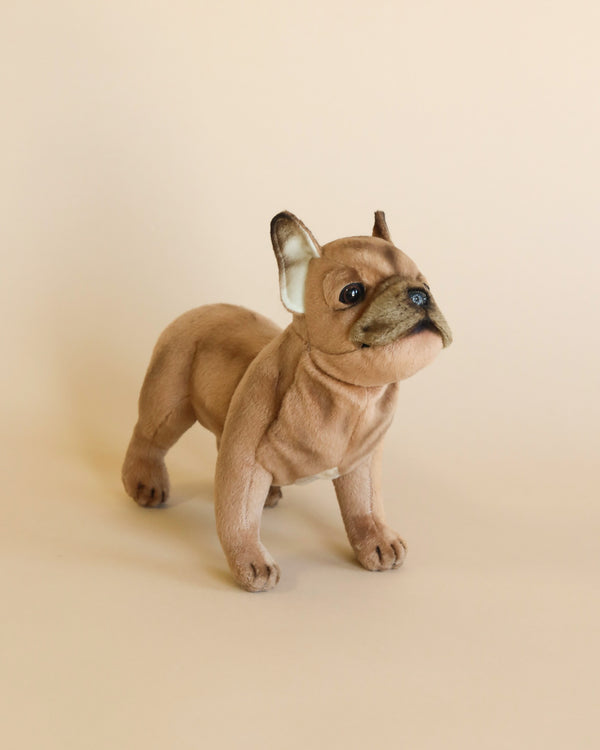 A realistic stuffed animal of a French Bulldog Beige Dog with a curious expression, standing on a plain light beige background.