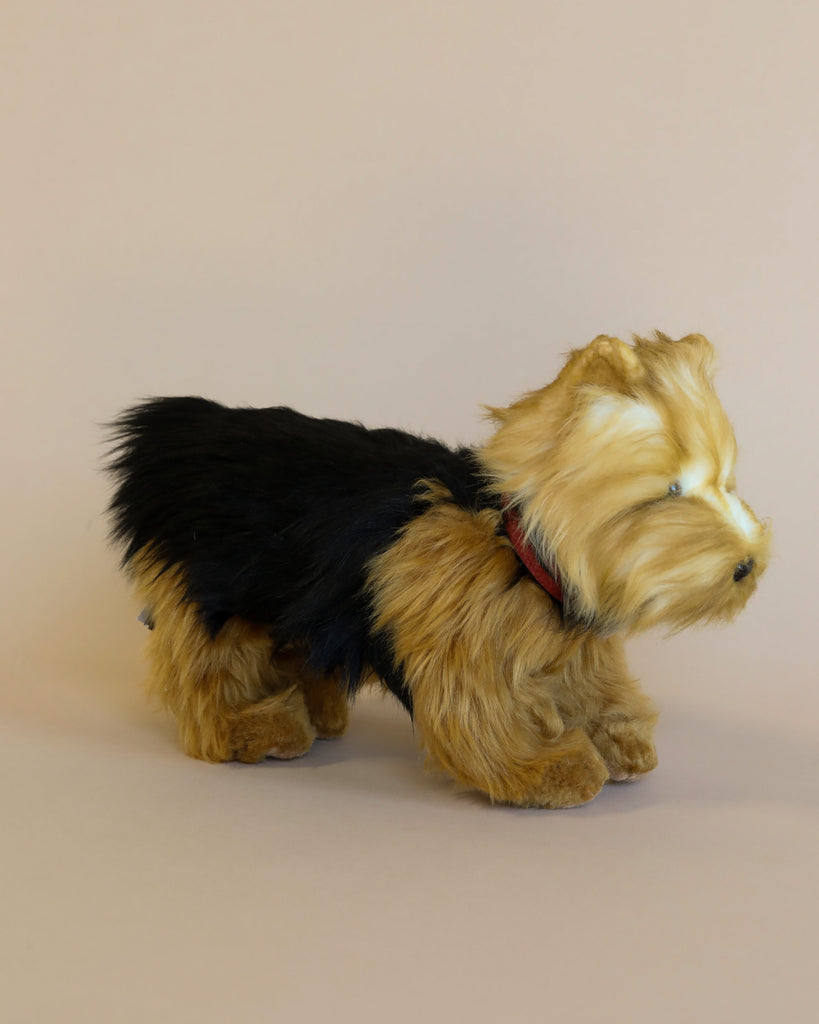 A small, Yorkshire Terrier Dog Stuffed Animal with a mix of light brown and black fur stands on a neutral background. The hand-sewn animal boasts fluffy, furry details and wears a red collar around its neck. Its realistic features make it resemble an actual dog breed, embodying the quality of HANSA plush animals.