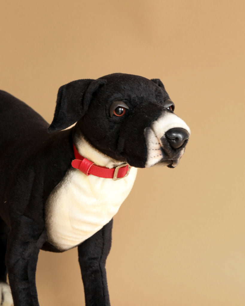 A close-up of a realistic Great Dane Stuffed Animal from HANSA animals with a black and white coat, wearing a red collar, against a plain beige background.