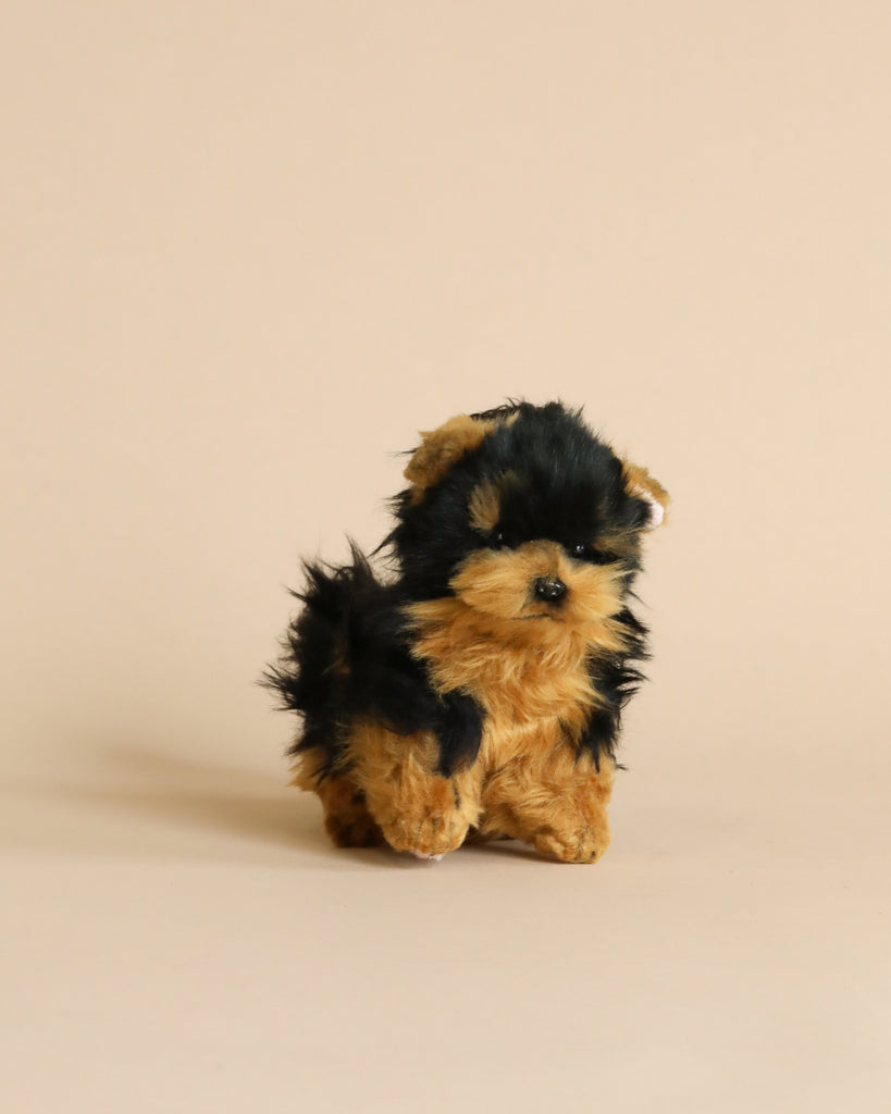 Teacup Yorkshire Terrier puppies for sale