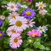 A vibrant mix of daisies in pink, purple, white, and magenta grows from the Pollinator Seed Pop (Single), their yellow centers and bright petals standing out amid lush green leaves in a thriving pollinator garden.