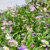 A lively pollinator garden flourishes against a white brick wall as the Pollinator Seed Pop (Single) produces pink, purple, and yellow wildflowers amid lush green foliage.