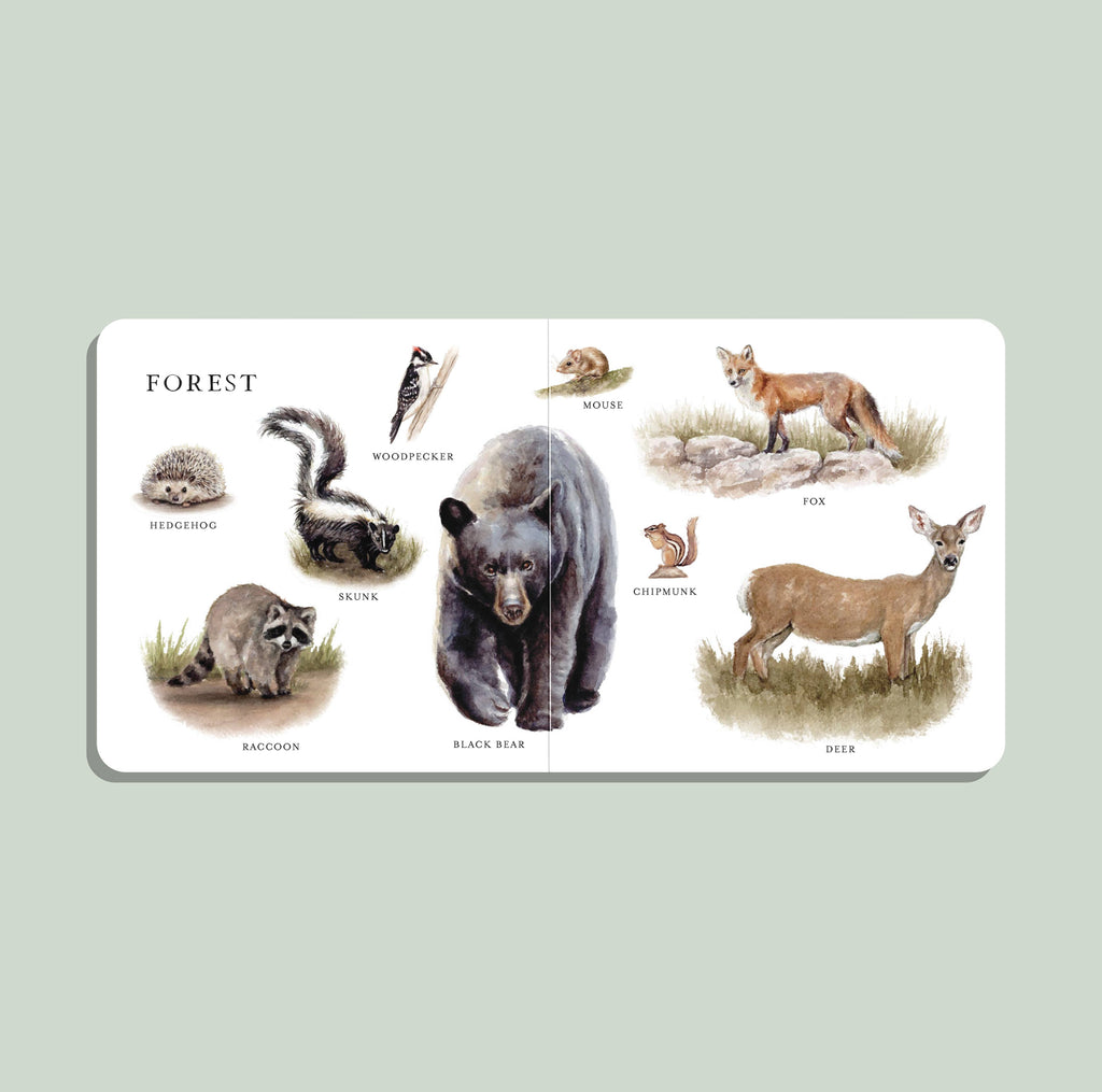 Our Big Book of Animals (Board Book) features a charming illustrated spread of forest animals—hedgehog, raccoon, skunk, and more—with each animal labeled and shown in natural poses using delightful watercolor art on a plain background.