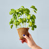 A hand with purple-painted nails holds a Garden Seed Pop (Single) in a biodegradable pot—ideal for family-friendly gardening—against a plain light blue background.