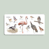 Our Big Book of Animals (Board Book) features illustrated spreads with labeled drawings of birds such as wren, bluebird, robin, and flamingo to help babies build animal vocabulary. Perfect for little ones learning their first words.
