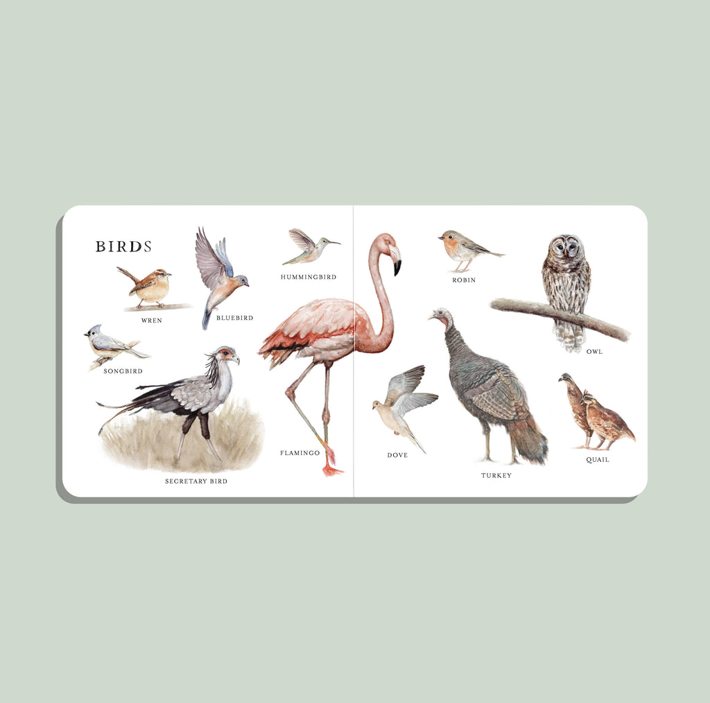 Our Big Book of Animals (Board Book) features illustrated spreads with labeled drawings of birds such as wren, bluebird, robin, and flamingo to help babies build animal vocabulary. Perfect for little ones learning their first words.