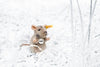 The Steiff Piff Mouse Plush Toy, 4 inches, with a tag on its ear, sits on snowy ground among frosty grass—an adorable collectible perfect for plush toy enthusiasts.