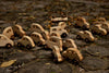 The Little Wooden French Car, an eco-friendly baby toy, lies on circular wooden slabs covered with fallen leaves.