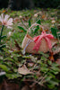 The Sticky Lemon Wicker Basket | Lemon Tree features a charming wicker design adorned with a red gingham bow, sitting on grass surrounded by leaves and artificial flowers in an outdoor setting—making it a delightful kids’ accessory perfect for playful adventures.
