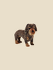 A realistic illustration of a Long Haired Dachshund Dog Stuffed Animal with mottled gray and brown fur, depicted as a hand-sewn plush animal, standing against a plain light beige background. The dog appears alert.