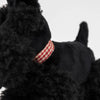 A close-up of Pull-Along Walter, a black plush dog with curly fur, wearing a red and white checkered collar and fitted with wooden wheels, designed as a charming pull-along toy, set against a plain white background.