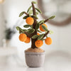 The Bukowski - Orange Tree features green leaves and smiling orange fruit in a gray fabric pot, making it perfect for imaginative play or as a cuddly companion.