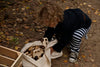 A young child with curly hair, in a dark sweater and striped pants, crouches outdoors on fallen leaves, taking the Little Wooden French Car from a cloth bag.