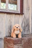 The Steiff Berno Goldendoodle Dog Plush with floppy ears and a cream belly sits on a stone ledge against a weathered wooden wall, exuding rustic charm. Featuring the iconic Steiff button-in-ear tag, this plush is fully machine washable for easy care.