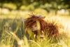 Heidi the Highland Cow Stuffed Animal, with its shaggy brown fur and curved horns, sits among tall grass, embodying a sunny playfield vibe. This cuddly plush toy is perfect for children, adding a whimsical touch to any adventure.