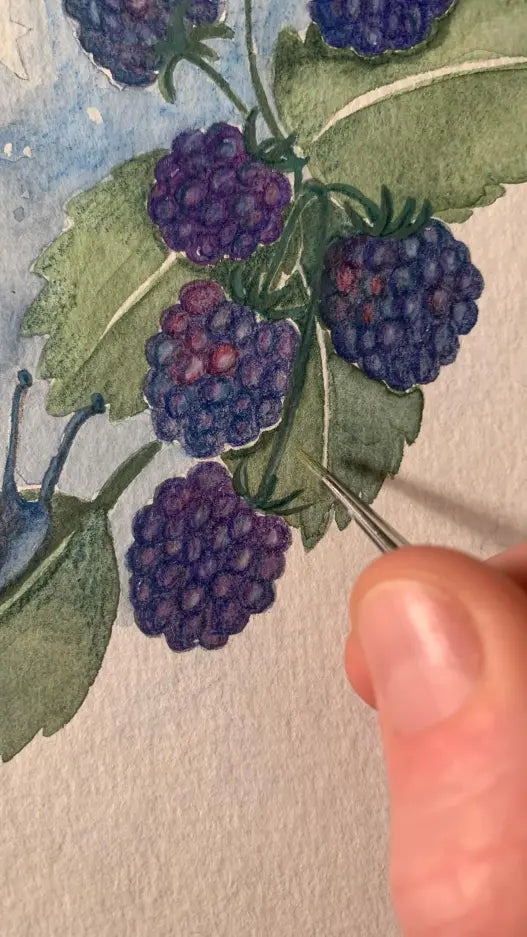 A hand uses a small paintbrush to add detail to a watercolor painting of ripe blackberries and green leaves on textured paper, capturing the delicate charm found in the Handmade Holzwald Maya Fairy and Postcard.
