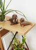 Two Spring Copenhagen Wally wooden walrus ornaments on a shelf, surrounded by houseplants. The larger walrus has protruding tusks, and both feature detailed, segmented bodies.