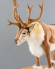 Close-up of a realistic model of a Medium Reindeer Stuffed Animal with large antlers, featuring detailed fur and expressive eyes, against a plain gray background. This artisan crafted toy showcases meticulous attention to detail.