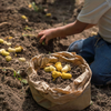 A person in jeans and a white shirt sits on the ground, planting Grapat Mandala Tulips into fertile soil. Next to them is an open paper bag filled with more Grapat Mandala Tulips, ready for planting.